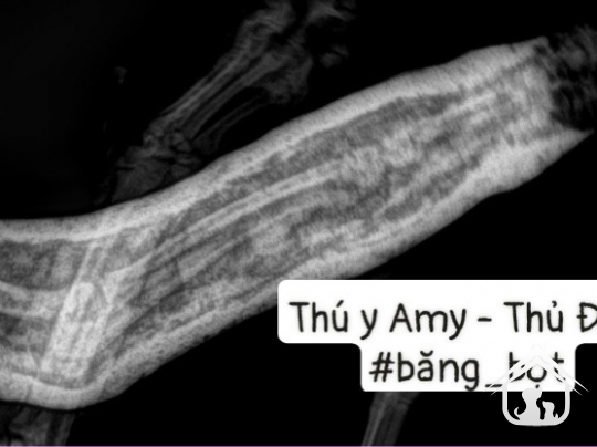 Phẫu thuật xương tay -  chi trước  trên chó mèo | AMY VET CENTER THỦ ĐỨC