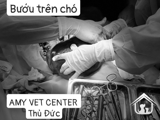 Phẫu thuật bướu chó mèo