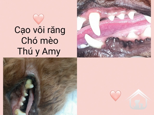 Phẫu thuật răng hàm mặt trên chó mèo