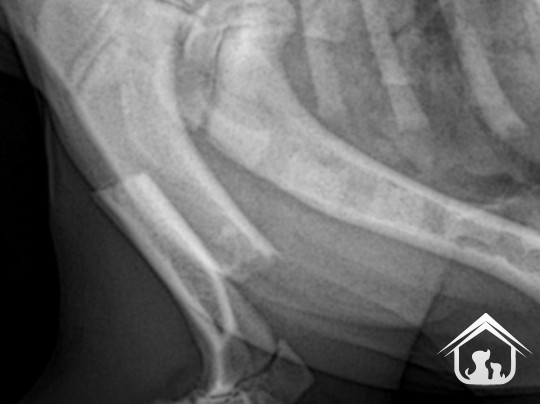 Phẫu thuật xương tay -  chi trước  trên chó mèo | AMY VET CENTER THỦ ĐỨC