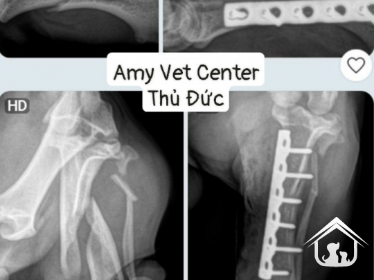 Phẫu thuật xương chi sau - xương chân trên chó mèo