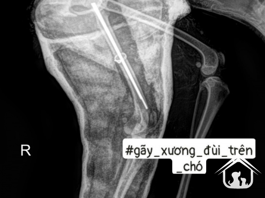Phẫu thuật xương chi sau - xương chân trên chó mèo
