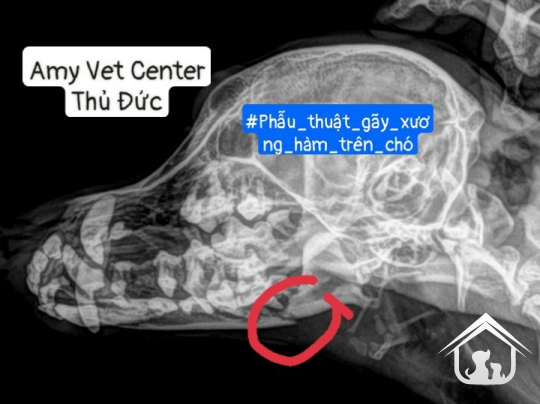 Phẫu thuật răng hàm mặt trên chó mèo