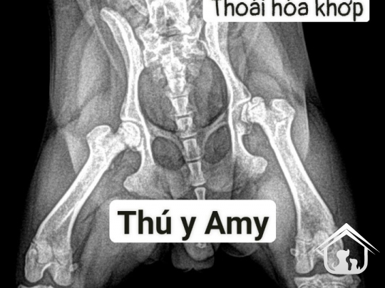 Phẫu thuật xương chi sau - xương chân trên chó mèo