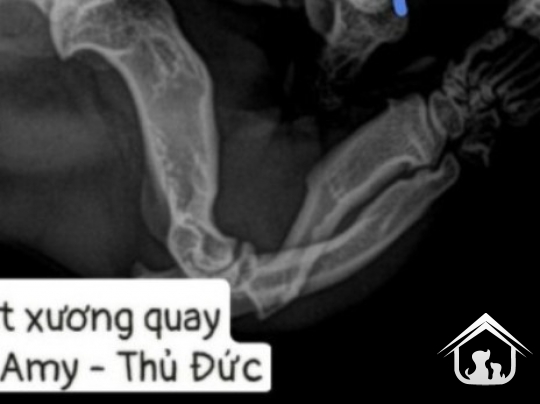 Phẫu thuật xương tay -  chi trước  trên chó mèo | AMY VET CENTER THỦ ĐỨC