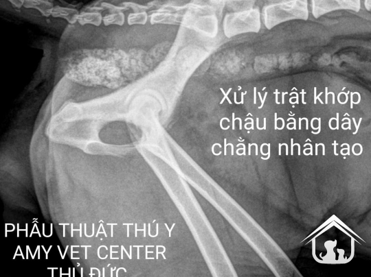 Phẫu thuật xương chi sau - xương chân trên chó mèo