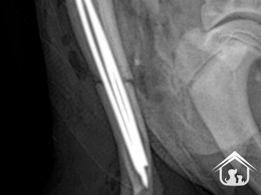Phẫu thuật xương tay -  chi trước  trên chó mèo | AMY VET CENTER THỦ ĐỨC