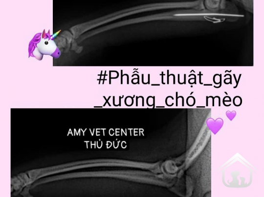 Phẫu thuật xương tay -  chi trước  trên chó mèo | AMY VET CENTER THỦ ĐỨC