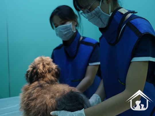 Siêu âm cho các "khách hàng" nhỏ