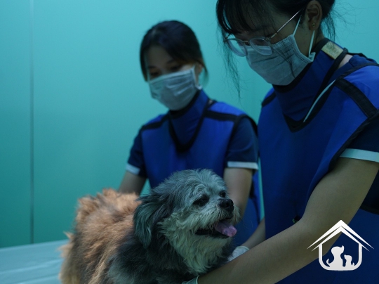 Siêu âm cho các "khách hàng" nhỏ