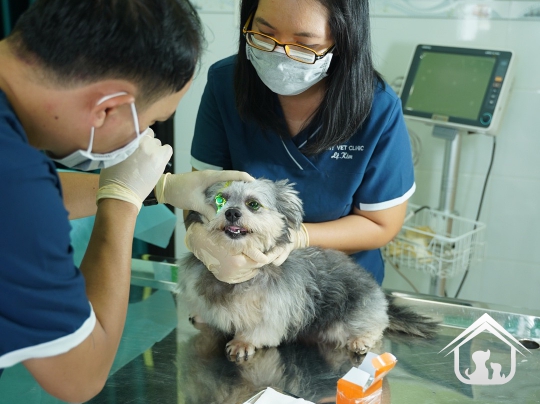 Siêu âm cho các "khách hàng" nhỏ